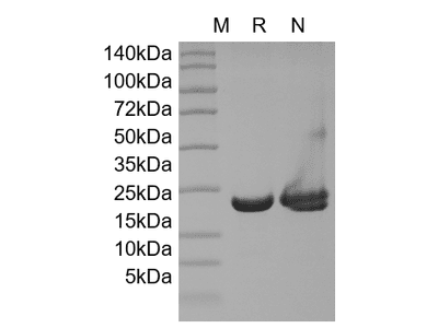 Recombinant Mouse KGF-2/FGF-10