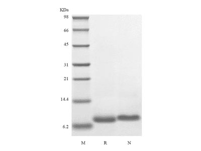 Recombinant Mouse IGF-1
