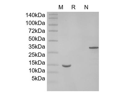 Recombinant Mouse GDNF