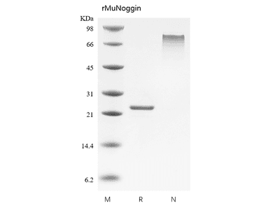 Recombinant Mouse Noggin