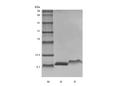 Recombinant Rat IGF-1