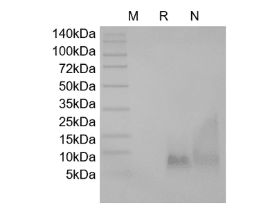 Recombinant Human BD-3