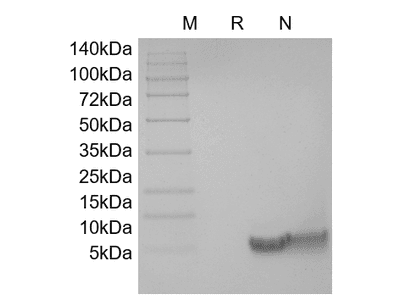 Recombinant Human BD-4