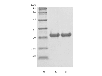 Recombinant Rat FGF-21