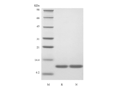 Recombinant Human Interleukin-13, Variant