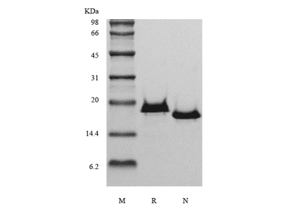 Recombinant Human Interleukin-17B