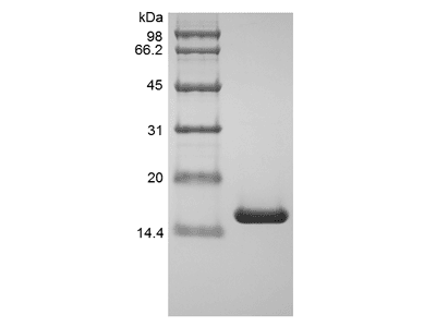 Recombinant Human Tumor Necrosis Factor-alpha/TNFSF2, Variant