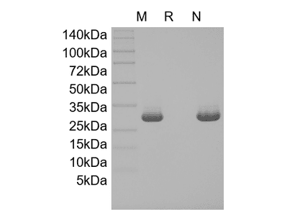 Recombinant Human 4-1BB Ligand/TNFSF9