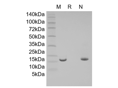 Recombinant Human Activation-induced TNFR member Ligand/TNFSF18