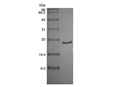 Recombinant Human Acidic Fibroblast Growth Factor, 2-155a.a.