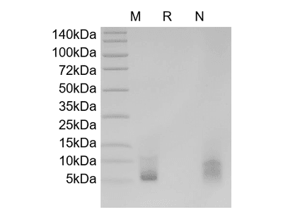 Recombinant Human Epiregulin