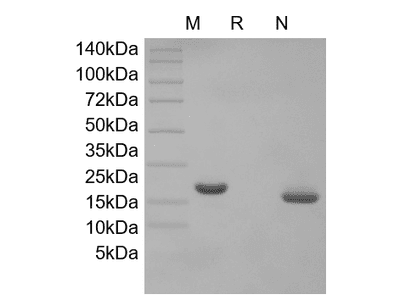 Recombinant Human Interferon-omega
