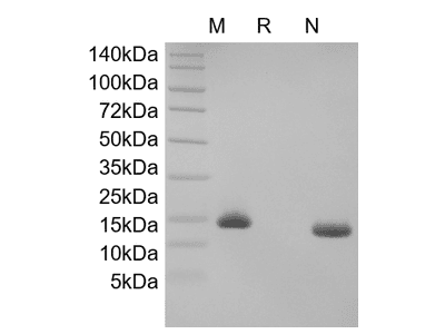 Recombinant Human Neurotrophin-4