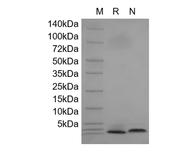 Recombinant Human Neuregulin 1-beta1 EGF Domain, 177-241a.a.