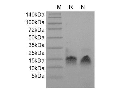 Recombinant Human Betacellulin