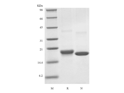 Recombinant Human Mesencephalic Astrocyte-Derived Neurotrophic Factor