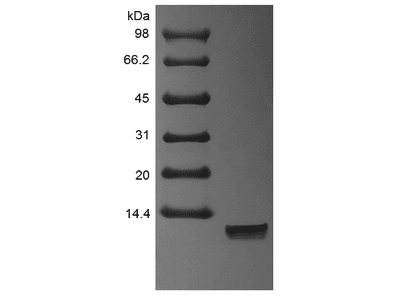 Recombinant Human Neuregulin 1-alpha EGF Domain
