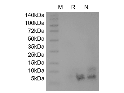 Recombinant Human Beta-defensin 5