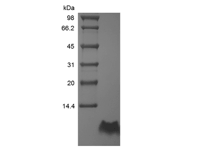 Recombinant Human Proinsulin C-Peptide Analogue