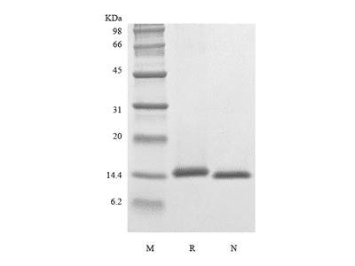 Recombinant Rhesus Macaque Interleukin-4
