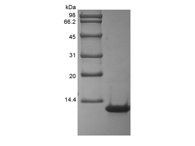 Recombinant Rhesus Macaque Interleukin-8/CXCL8