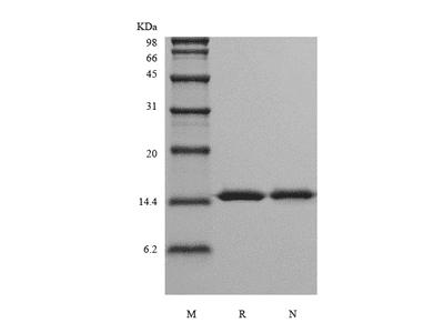 Recombinant Rhesus Macaque Interleukin-16
