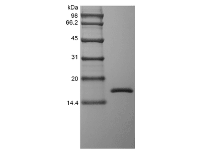 Recombinant Rhesus Macaque Tumor Necrosis Factor-alpha/TNFSF2