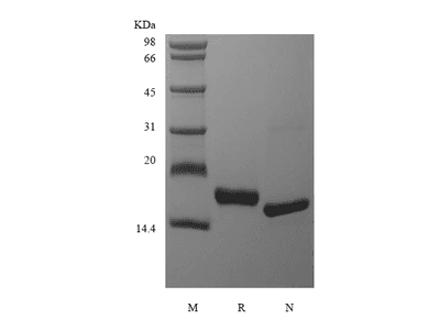 Recombinant Rhesus Macaque Fms-related Tyrosine Kinase 3 Ligand