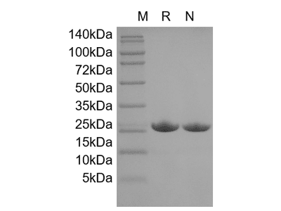 Recombinant Murine Interleukin-1 Receptor Antagonist Protein