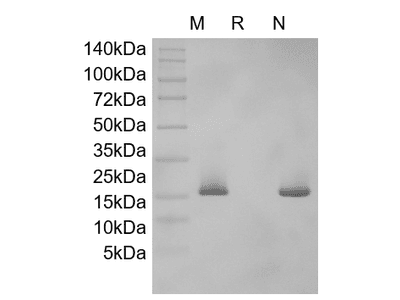 Recombinant Murine SF-20/IL-25