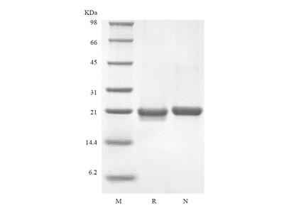 Recombinant Murine Interleukin-36 beta, 183a.a.