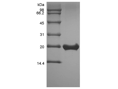 Recombinant Murine Fibroblast Growth Factor 18