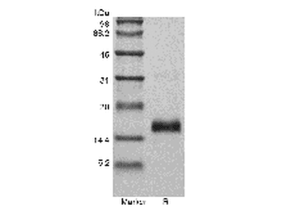 Recombinant Murine Vascular Endothelial Growth Factor 120