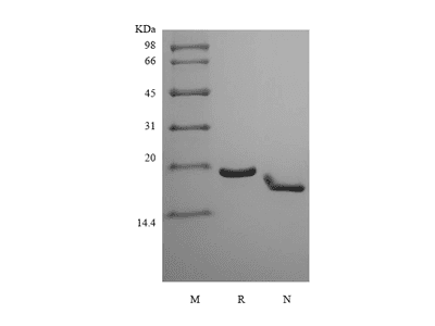 Recombinant Murine Interferon-lambda3/Interleukin-28B