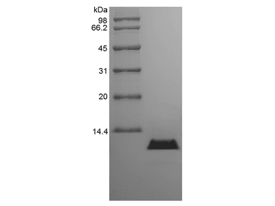 Recombinant Canine Interleukin-8/CXCL8