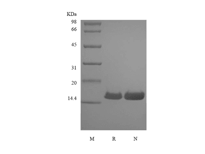 Recombinant Canine Interferon-gamma