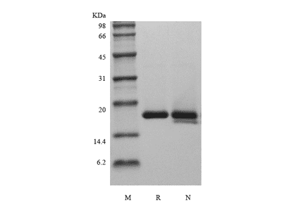 Recombinant Rat Interleukin-1 Receptor Antagonist Protein