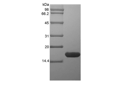Recombinant Rat Glia Maturation Factor beta