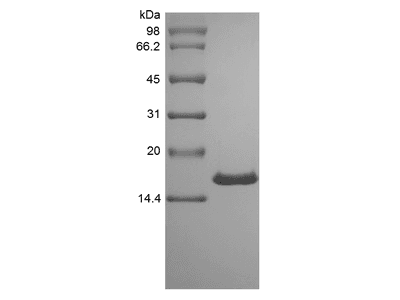 Recombinant Rat Midkine