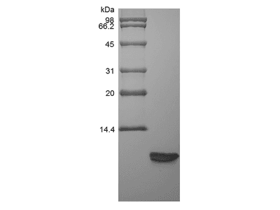 Recombinant Rat Beta-defensin 3