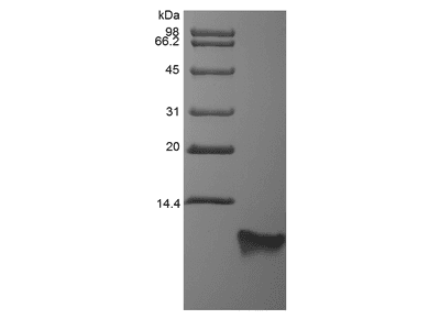 Recombinant Rat Beta-defensin 4
