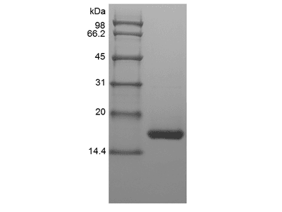 Recombinant Equine Interleukin-1 beta