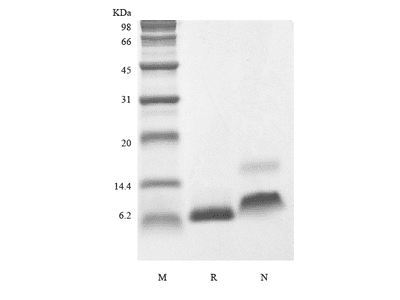 Recombinant Human Insulin-like Growth Factor-1 A70T