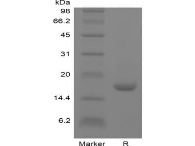 Recombinant Human Interleukin-10 GMP