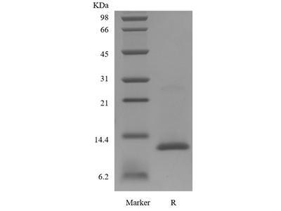 Recombinant Human Interleukin-15 GMP