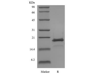 Recombinant Human Stem Cell Factor GMP
