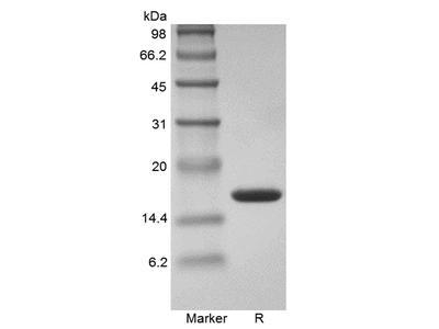 Recombinant Human Tumor Necrosis Factor-alpha/TNFSF2 GMP