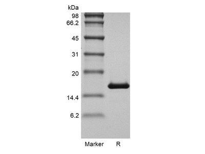 Recombinant Human Basic Fibroblast Growth Factor GMP