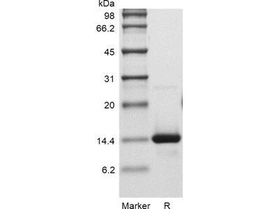Recombinant Human Platelet-derived Growth Factor-BB GMP