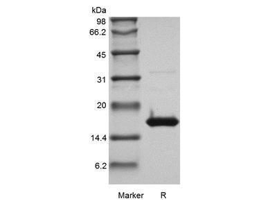 Recombinant Human Interferon-gamma GMP
